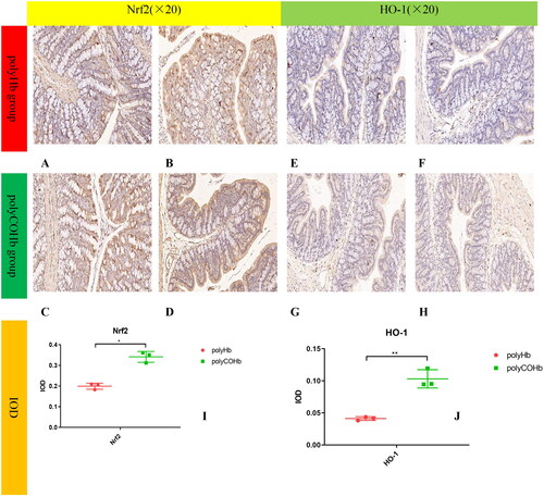 Figure 9. Nrf2 And HO-1 of paraffin sections immunohistochemistry, the (A–D) diagrams belong to the Nrf2 of rat colon tissue chart, (E–H) belong to the HO-1 of rat colon tissue, and the (I,J) charts belong to the comparison of the IOD values of the two groups of rat colon tissue (n = 3).