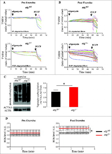 Figure 5. Autophagy inhibition leads to accumulation of dysfunctional mitochondria and increase of oxidative stress during eccentric contraction. (A and B) Mitochondrial membrane potential as measured by TMRM fluorescence in isolated FDB muscle fibers from atg7f/f (top) and atg7−/− (bottom) female mice, (A) pre-exercise and (B) postexercise. Oligomycin (Olm) and the protonophore FCCP were added at the indicated time points. The percentage of depolarized fibers is shown on the bottom of the graphs. Fibers were considered depolarized if TMRM fluorescence decreased by 10% or more of the initial value following the addition of Olm. Each trace represents the TMRM fluorescence of a single fiber. (C) Overall protein carbonylation in exercised atg7f/f and atg7−/− muscles. Left panel: A representative immunoblot for carbonylated proteins. Right panel: Densitometric quantification of the carbonylated proteins. Postexercised atg7−/− mice show higher protein carbonylation than atg7f/f (n = 5 each genotype, *P < 0.05). (D) Mitochondrial ROS production. Mt-roGFP1 fluorescence was measured in single fibers of atg7f/f and atg7−/− (n = 3 each condition, P < 0.05).