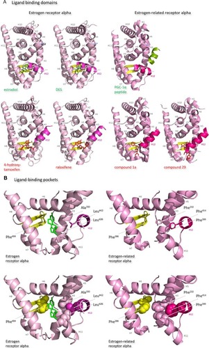 Figure 7 Structures of the ligand-binding domains of estrogen receptor alpha and estrogen-related receptor alpha in complex with their ligands.Notes: Ribbon representations of the three-dimensional crystal structures of the ligand-binding domains of estrogen receptor alpha in complex with estradiol (a); DES (b); 4-hydroxy-tamoxifen, a high-affinity metabolite of tamoxifen (c); and raloxifene (d), and of estrogen-related receptor alpha in complex with a PGC-1α peptide (e); compound 1a (f); and compound 29 (g) (A). Helices 1–11 of estrogen receptor alpha are colored pale pink and those of estrogen-related receptor alpha pink. The 12th helices are colored darker shades of pink and the short antiparallel beta sheets are colored yellow. The ligands, shown in stick view, and coactivator peptides, shown in a ribbon representation, are colored green if they increase activity of the receptor and red if they inhibit its activity. The helices are numbered and the four charged residues proposed initially to be critical for coregulator interaction are labeled. Ribbon representations of the ligand-binding pockets of estrogen receptor alpha in complex with estradiol and of estrogen-related receptor alpha in complex with a PGC-1α peptide are shown with estradiol shown in stick representation (B). The molecules are rotated to the right compared to the views shown in (A), with helix 11 to the front and helix 12 to the right of the structures. Much of helix 11 has been removed to allow better visualization of the occupancy of the ligand-binding pockets. The side chains of the four phenylalanine residues, Phe232, Phe286, Phe399, and Phe414, that are orientated towards the ligand-binding pocket of estrogen-related receptor alpha and are thought to contribute to stabilization of its active conformation, and the equivalent residues of estrogen receptor alpha, Ala350, Phe404, Leu426, and Leu442, are indicated and labeled, and their side chains are shown in stick representation (top) or in space-filling mode (bottom). Helices are numbered and colored as in (A). Ribbon representations of the coactivator recruitment surfaces of estrogen receptor alpha in complex with DES and a GRIP1 peptide, and of estrogen-related receptor alpha in complex with a PGC-1α peptide, are shown (C). The molecules are rotated slightly to the left compared to the views shown in (A) to allow better visualization of the hydrophobic cleft formed between helices 3, 4, 5, and 12. The helices are numbered and colored as in (A). The residues involved in the coactivator peptide interaction are shown in stick representation (top) and space-filling representation (bottom). Most have hydrophobic side chains and are colored light blue. The charged Lys and Glu residues that form charged capping interactions at either end of the coactivator peptide are colored blue and red, respectively. Conserved residues that were identified as being involved in interactions with the coactivator peptides in both structures and that are clearly visible in the figure are indicated. All images were created with PyMol Molecular Graphics Software (Schrödinger, Portland, OR, USA).Abbreviations: DES, diethylstilbestrol; PGC, peroxisome proliferator-activated receptor gamma coactivator.