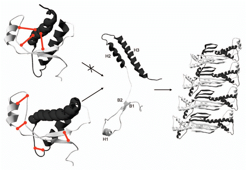 Figure 1 Mapping of PrP conversion by disulfide tethers. Disulfides engineered within the globular domain of PrP have different effects on its ability to convert into fibrils. Disulfide tethers are schematically represented as straight connectors on mouse PrP structure (1XYX).Citation22 All disulfides (left top), which tether on one side subdomain B1-H1-B2 (gray) and on the other subdomain H2-H3 (black) prevent conversion, while PrP variants with single or even double disulfide tethers within each or both of the two subdomains retain the ability to convert into fibrils (left bottom). Results suggest that the secondary structure of each of the two subdomains is conserved during conversion, which can be accomplished by separation of subdomains (middle) followed by domain swapping. Domain swapped PrP dimer thus represents the building block of fibrils and a template for the annealing of the disordered N-terminal part into β-structure. Monomers within a swapped dimer are shown in gray and black (right).