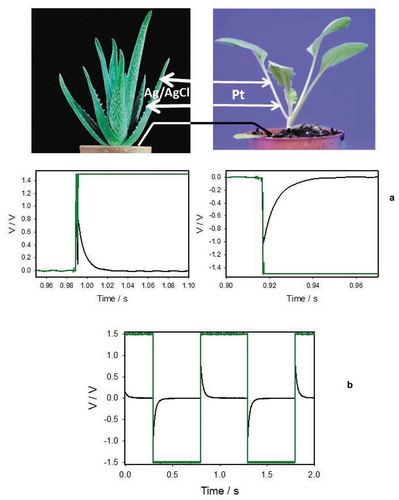 Figure 1. Electrical responses between Ag/AgCl electrodes in an Aloe vera leaf induced by 1.5 V electrical battery (green line) (a) or a function generator (b) connected to Pt-electrodes inserted to a neighboring cabbage plant. Distance between Pt-electrodes was 0.2 cm and distance between Ag/AgCl electrodes was 2 cm. Both pots with plants located at 10 cm distance were connected by a silver wire. Both of the ends of a silver wire were covered by electrodeposition of AgCl on 10 mm long wire tips without PFA coating