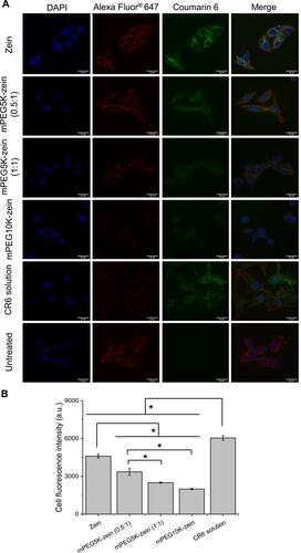 Figure 5 Cellular uptake of CR6 loaded in zein and mPEG-zein nanoparticles by B16-F10-luc-G5 cells. (A) Confocal images of the cellular uptake of CR6 loaded in zein and mPEG-zein nanoparticles, or as a solution (scale bar: 25 µm). (B) Flow cytometry analysis of the cellular uptake of CR6 loaded in zein and mPEG-zein nanoparticles, or as a solution (a.u.: arbitrary units) (n = 6) (*P < 0.05).