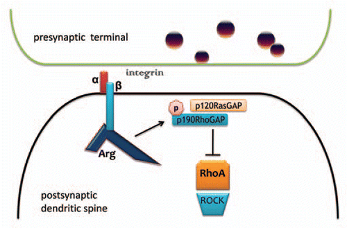 Figure 1 Arg interacts with β-integrin tails and p190RhoGAP to stabilize synapses, spines and dendrites. Arg is activated through a physical interaction with intracellular β-integrin tails, which allows for p190RhoGAP phosphorylation and recruitment to the membrane by p120RasGAP. This complex inhibits RhoA GTPase activity. In the absence of RhoA inhibition, RhoA acts on ROCK to destabilize the actin cytoskeleton, leading to spine and dendrite collapse and synapse loss. Conversely, ROCK inhibition elongates dendritic branches.Citation47