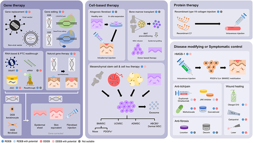 Figure 2 Schematic illustration of multimodal treatment options for DEB patients. Various treatment modalities for DEB include gene therapy, cell-based therapy, protein therapy, disease-modifying and symptomatic control agents. (Blue/Pink: has been tried in RDEB/DDEB; Light blue/Light pink: has not been tried in RDEB/DDEB but has potential for treatment; Grey: not suitable).