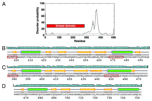 Figure 1. The C-terminal region of Chk1 contains a predicted kinase-associated 1 (KA1) domain with a unique C-terminal extension (CTE). (A) DISOPRED generated disorder plot of S. pombe Chk1. The horizontal line at 5% represents the order/disorder threshold. (B) PSIPRED secondary structure prediction of the KA1 domain (βαββββα) for S. pombe Chk1, (C) human Chk1, (D) Mouse MARK3 kinase. Note that Chk1 has an extension containing β6. α-helices (H) are green cylinders, β-sheets (E) are yellow arrows and black lines are coiled regions (C). Cyan bars represent the confidence of the prediction (0–100%). The Chk1 residues boxed by the red line are the most conserved residues that when mutated can either activate or inactivate Chk1 homologs.