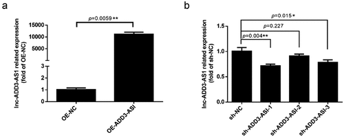 Figure 1. Expression levels of lnc-ADD3-AS1 in LX-2 cells transfected with designated adenovirus. (a) Fold overexpression of lnc-ADD3-AS1 in LX-2 cells, quantified by RT-qPCR. OE-ADD3-AS1, LX-2 cells infected with lnc-ADD3-AS1-expressing adenovirus; OE-NC, LX-2 cells infected with control adenovirus. The data were normalized to GAPDH. Lnc-ADD3-AS1 expression levels were further normalized to the expression level of OE-NC, defined as 1. (b) Fold change of lnc-ADD3-AS1 in LX-2 cells, quantified by RT-qPCR. Sh-NC, LX-2 cells infected with control adenovirus. Sh-ADD3-AS1, LX-2 cells infected with adenovirus that expressed shRNA targeting lnc-ADD3-AS1. The data were normalized to GAPDH. Lnc-ADD3-AS1 expression levels were further normalized to the expression level of sh-NC, defined as 1. Value in graphs represents mean ± SEM of at least three independent experiments. **P < 0.01.