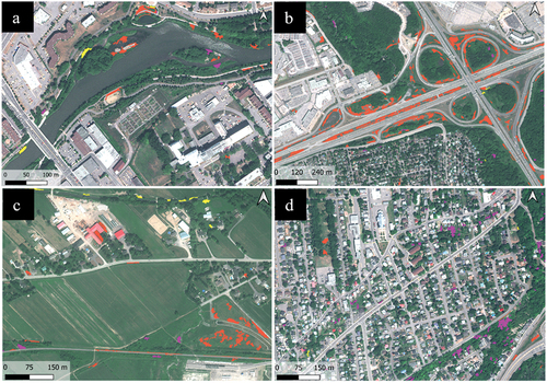 Figure 4. Examples of invasive alien plant species detected in four types of environment: (a) riverbanks; (b) roadsides; (c) agriculture ditches; and (d) residential areas. Species are indicated in yellow (giant hogweed); orange (phragmites); and purple (Japanese knotweed).