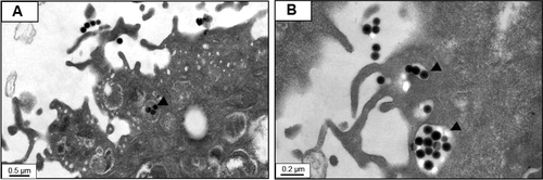 Figure S3 Transmission electron microscopic images of cells treated with silica nanoparticles.Notes: (A) and (B) show cell membrane that vesicles entered to cytosol by endocytosis and triangle arrow indicates endocytosis of nanoparticles.