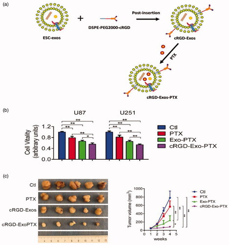 Figure 7. Targeting capability of cRGD-Exo-PTX in vitro and in vivo. (a) Schematic diagram of the synthesis of cRGD-Exo-PTX. (b) Cell viability of PBS (CTL group), PTX, Exo-PTX, and cRGD-Exo-PTX groups during targeted therapy was determined using the CCK-8 assay. U87 and U251 are two human GBM cell lines. (c) Schematic diagram of subcutaneous U87 GBM in different groups and tumor volumes measured at specified time points during in vitro targeted therapy. Reproduced with permission from reference (Zhu et al., Citation2019).