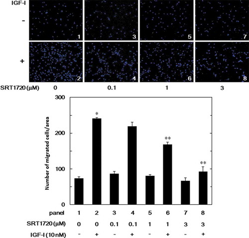 Figure 3. Effect of SRT1720 on the IGF-I-induced migration of MC3T3-E1 cells