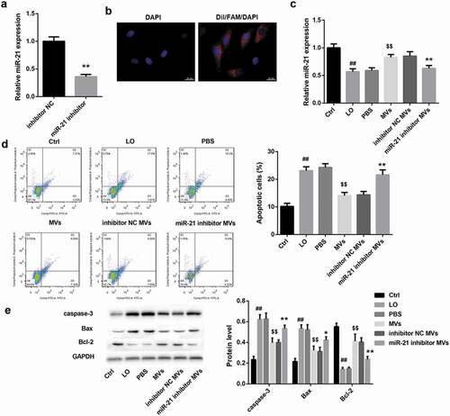 Figure 2. hUC-MSCs-MVs inhibited LO-induced HK-2 cell apoptosis through transferring miR-21. (a) qRT-PCR analysis showed that miR-21 expression was downregulated in MVs derived from miR-21 inhibitor-transfected hUC-MSCs. (b) The MVs derived from FAM (green)-miR-21-transfected hUC-MSCs were labeled with Dil (red), and co-cultured with HK-2 cells (nuclei stained with DAPI, blue). The distribution and intensity of fluorescence were observed to analyze MVs uptake by HK-2 cells. Scale bar: 10 μm. (c-e) HK-2 cells were co-cultured with PBS, hUC-MSCs-MVs, MVs derived from inhibitor NC-transfected hUC-MSCs (inhibitor NC MVs), and MVs derived from miR-21 inhibitor-transfected hUC-MSCs (miR-21 inhibitor MVs), followed by exposure to low oxygen (LO; 1.5 h of hypoxia and then 24 h of reoxygenation). (c) miR-21 expression in HK-2 cells in each group was detected by qRT-PCR. (d) The apoptosis rate of HK-2 cells in each group was examined using flow cytometry after annexin V-FITC/propidium iodide (PI) staining. (e) The protein levels of apoptosis-related proteins (caspase-3, Bax, Bcl-2) in HK-2 cells were analyzed by western blot.