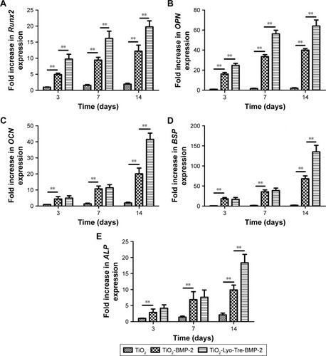 Figure 3 Effects of different formulations on the osteogenic differentiation of BMSCs.Notes: Real-time quantitative polymerase chain reaction analysis of the expression of (A) Runx2, (B) OPN, (C) OCN, (D) BSP, and (E) ALP in BMSCs cocultured with TiO2 alone, TiO2-BMP-2, and TiO2-Lyo-Tre-BMP-2 on days 3, 7, and 14. **indicates significant differences between groups (p<0.01).Abbreviations: ALP, alkaline phosphatase; BMSCs, bone marrow stromal cells; BSP, bone sialoprotein; BMP-2, bone morphogenetic protein-2; Lyo, lyophilization; OCN, osteocalcin; OPN, osteopontin; Runx2, runt-related transcription factor 2; Tre, trehalose.