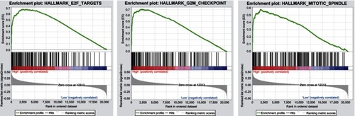 Figure 3 Enrichment plots from GSEA. GSEA results showing E2F targets, G2M checkpoint, and mitotic spindle pathway were differentially expressed in high miR-454-3p expression group and low miR-454-3p expression group.