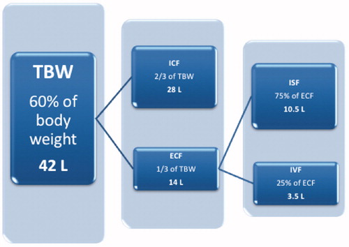Figure 1. Schematic representation of the body fluid compartments in humans and their relative sizes. The approximate absolute volumes of the compartments (in litres) are based on a 70 kg adult. TBW: total body water; ICF: intracellular fluid; ECF: extracellular fluid; ISF: interstitial fluid; IVF: intravascular fluid.