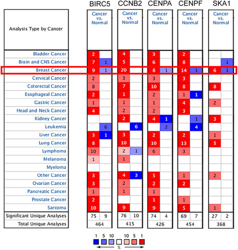 Figure 3 Transcription levels of the core genes in different types of cancers in Oncomine database (blue: low expression, red: high expression, comparison within the same line).