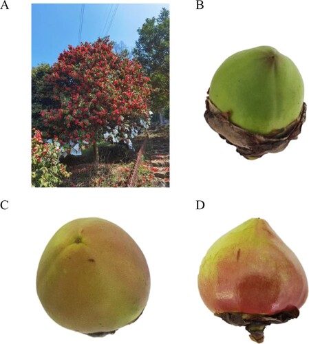 Figure 1. Map of fruit shape at different stages of development after pollination. Pollination tree; B. 60 d; C. 90 d; D. 120 d.