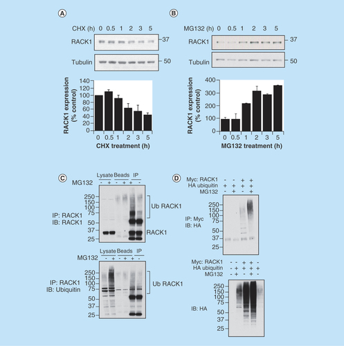 Figure 1.  RACK1 turnover is influenced by ubiquitin–proteasome system.Endogenous RACK1 expression in HEK 293 cells was evaluated by western blot following a time course of (A) 50 μg/ml cycloheximide and (B) 20 μM MG132. Bar charts in lower panels represent the mean of three independent experiments. (C) RACK1 was immunoprecipitated from control HEK 293 cell lysate or lysate that had been extracted from cells pretreated with MG132. Immunoprecipitates were blotted for either RACK1 (upper panel) or ubiquitin (lower panel). (D) HEK 293 cells were transfected with HA-tagged ubiquitin and Myc-tagged RACK1 and treated with MG132. Myc-RACK1 was immunoprecipitated from cell lysates and blotted for HA-ubiquitin (upper panel). Cell lysates were blotted for HA (lower panel).HA: Human influenza hemagglutinin.