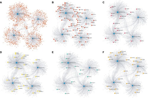 Figure 4 The miRNA-target genes network constructed using the miRNet and the corresponding target genes involved in KEGG Pathways.Note: (A) The total network of four miRNAs and their targets; (B) pathways in cancer, (C) p53 signaling pathway; (D) cell cycle pathway; (E) renal cell carcinoma; (F) Wnt signaling pathway.Abbreviation: KEGG, Kyoto Encyclopedia of Genes and Genomes.