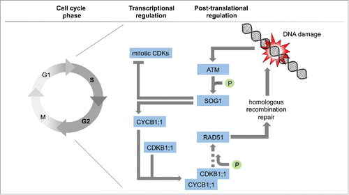 Figure 1. DNA damage triggers the checkpoint kinase ATM, which activates the transcription factor SOG1. SOG1 directly promotes the expression of CYCB1;1 while repressing mitotic CDKs. CYCB1;1 together with the plant-specific CDKB1 kinases build an active complex, needed for HR and the recruitment of the central HR mediator RAD51 to DNA lesions. (Importance of RAD51 phosphorylation by CDKB1 not clear yet).