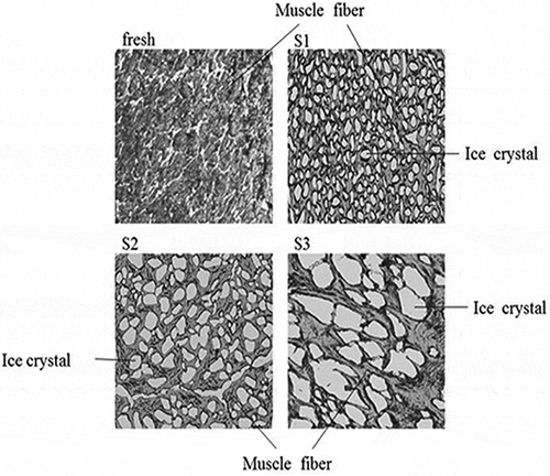 Figure 2. Micrographs of fresh and frozen (−18°C for 1 day) giant freshwater prawn tissues (S1: liquid nitrogen quick-freezing, S2: −35°C air-blast freezing, S3: −18°C refrigerator direct-freezing, magnification: 100×).