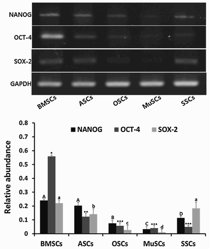 Figure 2. Expression of stem cell-specific transcripts, NANOG, OCT-4 and SOX-2, analyzed by RT-PCR in mini-pig BMSCs, ASCs, OSCs, MuSCs and SSCs, respectively. Values indicated the mean transcript levels (mean ± SEM) of three replicates and were calculated as the ratio based on the level of GAPDH. A, B, C and D indicate significant (P < .05) difference on NANOG transcript among MSCs, respectively. *, ** and *** indicate significant (P < .05) difference on OCT-4 transcript among MSCs, respectively. a, b, c and d indicate significant (P < .05) difference on SOX-2 transcript among MSCs, respectively.