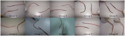 Figure 2. The effects of CMEx, CDEx, and heparin on carrageenan-induced mouse tail thrombus length (48 h after carrageenan injection). Group 1: 20% DMSO; Group 2: CDEx 50 mg/kg; Group 3: CDEx 100 mg/kg; Group 4: CDEx 200 mg/kg; Group 5: CDEx 300 mg/kg; Group 6: CMEx 100 mg/kg; Group 7: CMEx 200 mg/kg; Group 8: CMEx 300 mg/kg; Group 9: 10 IU heparin; Group 10: 100 IU heparin. Data represents two animals for each group.