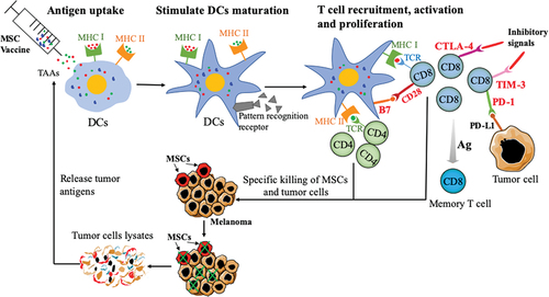 Figure 6. Scheme for the antitumor immune mechanism of MSC vaccine.