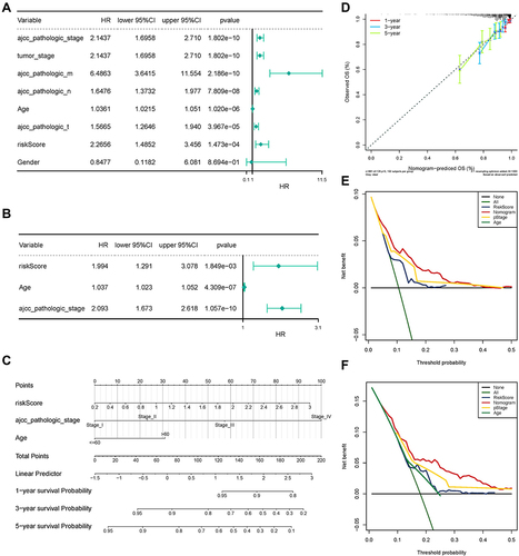Figure 5 The Independent Utility of the Prognostic Classifier. (A) Univariate Cox regression analysis of clinical features and the prognostic signature. (B) Multivariate Cox regression analysis of clinical features and the prognostic signature. (C) Nomogram to predict survival probability at 1, 3, and 5 years. (D) The calibration curves for the nomogram. (E) The 3-year decision curve for the nomogram and other clinical traits. (F) The 5-year decision curve for the nomogram and other clinical traits.