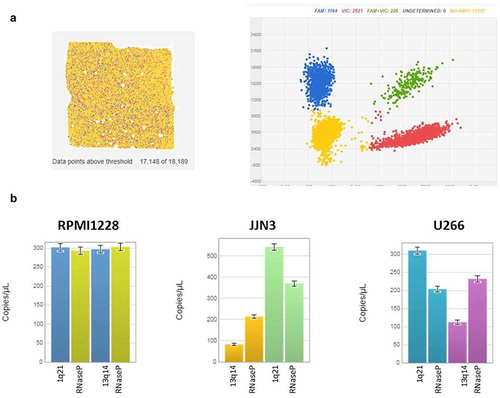 Figure 2. QuantStudio 3D Analysis Suite software example of a chip analysis for Copy Number Variants (CNVs). (a) The chip view allowed to have a chip overview and set a data point above the threshold, which corresponded to the quality of the chip. The scatter plot showed a good separation between the negative and positive results The final analysis of data gave as a result the exact number of copy/uL of the target in the samples. CNV gain or deletion is determined by a ratio of the number of copies of target nucleic acid sequence (FAM) to the reference sequence (VIC) (b). CNV analysis in MM cell lines reveals the absence of both 1q21 and 13q alterations in RPMI8226, while JJN3 and U266 cells reveals gain in 1q21 regions and loss in 13q regions