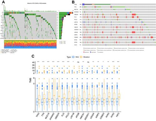 Figure 1 Mutation results of the 17 intersection genes in HCC. (A) The same frequently mutated genes in both TCGA and ICGC cohorts, (B) Mutations of 17 intersection genes in HCC patients obtained from cBioportal online website, (C) Tumor mutation burden in patients in HCC patients with wild and mutation types. *P < 0.05, **P < 0.01, ***P < 0.001, ns P > 0.05.