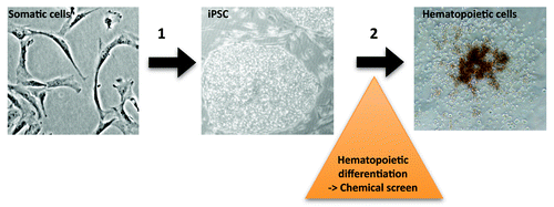 Figure 1. In vitro blood formation of Fanconi anemia induced pluripotent stem cells. (1) Direct reprogramming of human FA fibroblasts yields disease-specific iPSC containing patient gene mutations. (2) Directed differentiation of iPSC results in hematopoietic progenitor cells, enabling disease modeling and chemical screens.