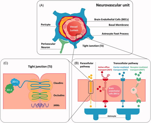 Figure 1. Schematic representation of (A) neurovascular unit; (B) paracellular transport pathway and transcellular transport pathway of BBB; (C) tight junction (TJ) associated components.