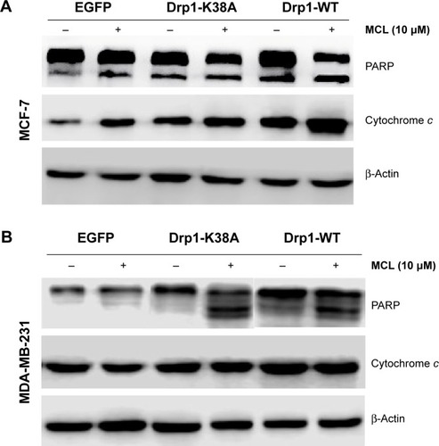 Figure 7 Effect of Drp1 on the release of cytochrome c from mitochondria and PARP cleavage.