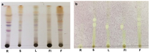 Figure 2. Thin-layer chromatography bioautography of the CM extracts from different parts of Ludwigia erecta. R, root; S, stem; L, leaf; Fl, flower; F, fruit. a: sprayed with vanillin/H2SO4; b: sprayed with DPPH reagent.