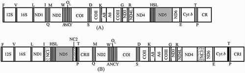 Figure 1. Comparison of mitochondrial gene arrangements between typical vertebrates (A) and P. megacephalum (B). ND1–6, and ND4L: subunits 1–6 and 4L of nicotine amid adenine dinucleotide dehydrogenase; A 6 and 8: ATP synthase F0 subunits 6 and 8; CO1–3: cytochrome c oxidase subunits 1–3; 12S and 16S: 12 and 16S rRNA. CR I and II: control region I and II; NC1–3: non-coding spacers 1–3; ØT: pseudo T; OL represents the replication origin of L strand [Citation2].