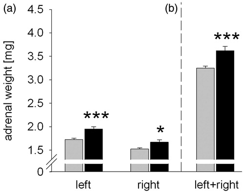 Figure 1. Effects of chronic subordinate colony housing (CSC) on absolute adrenal weight. Adrenal glands of single-housed control (SHC) and CSC mice were collected on day 20 and weighed. Weights [mg] of left and right adrenal glands, separately and combined, of SHC (n = 34; a/b) and CSC (n = 33; a/b) mice are shown. Symbols indicate significant differences between the groups; within group differences are detailed in results. Display full size SHC; Display full size CSC. Data are mean + SEM. *p < 0.05, ***p < 0.001 versus respective SHC mice (two-way ANOVA, factor CSC and factor body side (a); Student’s t-test (b)).