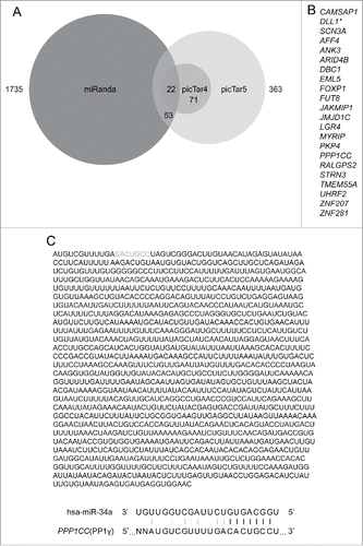 Figure 1. Bioinformatical prediction of miR-34a target genes. (A) Three-way Venn diagram illustrating the numbers of miR-34a targets predicted by miRanda, picTar4, and picTar5 programs. (B) List of miR-34a targets predicted by all 3 target prediction programs (*=target that has previously been confirmed as an miR-34a target). (C) Whole sequence of PP1γ 3′UTR and details of the seed match with miR-34a. Gray bases indicate the sequence that matches the miR-34a seed. Black lines between bases represent seed match. Gray line and colon represent base pair and wobble-base pair respectively.