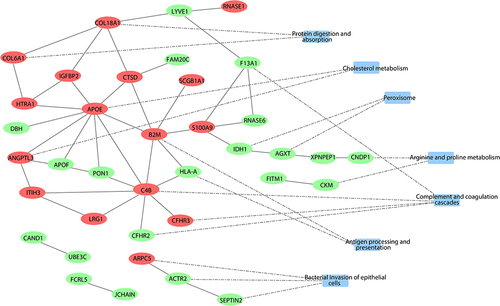 Figure 5 Construction of protein–protein interaction networks for FE-related DEPs. Proteins were indicated with circle nodes in red (upregulation) and green (downregulation), and KEGG pathways were indicated with the rectangles.