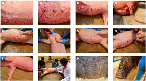Figure 2. Swinepox lesions in Uttar Pradesh Outbreak. A-J: Landrace Cross; K and L: Desi black (nondescript) breed.