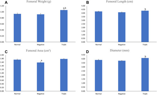 Figure 3 Femoral weight (A), length (B), area (C) and (D) diameter of the rats in different groups.