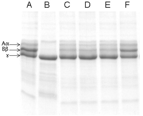 Figure 7. Dose-dependent inhibition of fibrinogenolytic activity of ECV by ALME: Fibrinogen (60 μg) was incubated with 2 μg of ECV + varying concentrations of ALME in 10 mM Tris-HCl pH 7.6 for 3 h and cleavage pattern was analyzed using 10% SDS-PAGE. (A) Fibrinogen alone; (B) fibrinogen +2 μg ECV; (C)–(F) 1:10, 1:25, 1:50 and 1:100 ALME (w/w), respectively.