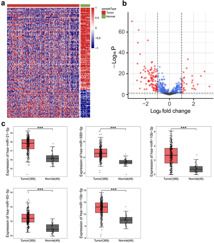 Figure 1. Analysis of differentially expressed miRnas between PLC tissues and normal tissues. (a) Clustering heat maps of miRnas in tissues. (b) Volcano plots of miRnas in tissues. (c) Boxplots of miR-21-5p, miR-589-5p, miR-10b-3p, miR-93-5p, and miR-10b-5p expressions in tissues. ***p < .001.