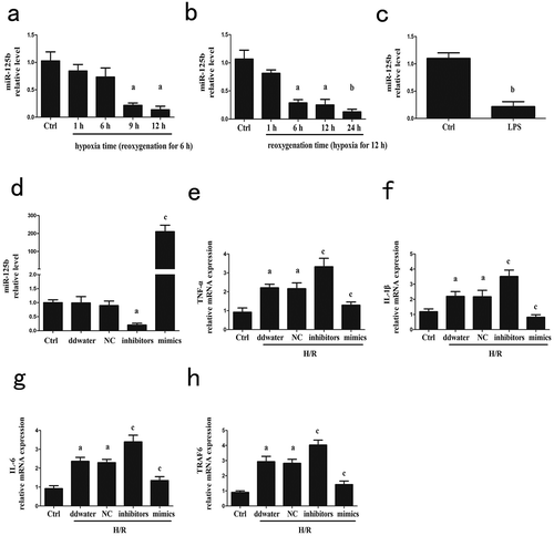 Figure 1. The related expression and effects of miR-125b in cell hypoxia/reoxygenation model. (a-b) The reoxygenation as well as the hypoxia time were fixed respectively to explore an appropriate H/R time combination according to the related expression of miR-125b. Finally hypoxia for 12 h followed by reperfusion for 24 h was chosen for subsequent experiments. (c) The cells were stimulated by LPS (100 ng/ml) for 6 h. (d) miR-125b mimics, negative control and inhibitors were transfected into cells for 24 h. (e-h) The mRNA levels of IL-1β, IL-6, TNF-α and TRAF6 after H/R treatment were detected. aP < 0.05 compared with control groups. bP < 0.01 compared with control groups. cP < 0.01 compared with NC groups.