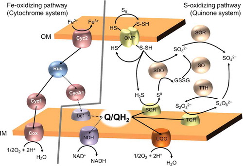 Figure 4. Fe- and S-oxidizing pathways in acidophilic iron- and sulfur oxidizing bacterium A. ferrooxidans.Fe-oxidizing pathway in A. ferrooxidans consists of two cytochromes (Cyc2 and Cyc1), rusticyanin (Rus), and aa3-type chtochrome c oxidase. This pathway connect iron-oxidation on outer membrane (OM) to terminal oxidase on inner membrane (IM). From this electron transfer chain, a part of electrons flow into uphill electron pathway, which includes in one cytochrome (CycA1), cytochrome bc1 complex, quinone pool, and NADH dehydrogenase (NDH). This uphill electron pathway is for reduction of NAD+ to NADH, and dashed arrows represent this. In contrast, S-oxidizing pathway use quinone system, which various enzymes (OMP: thiol-bearing outer membrane protein, SDO: sulfur dioxygenase, SOR: sulfur oxygenase reductate, SO: sulfur oxygenase, and TTH: tetrathionate hydrolase) for oxidative conversions of the reduced sulfur compounds, substrate:quinone oxidoreductases (SQR: sulfide:quinone oxidoreductase and TQR: thiosulfate:quinone oxidoreductase), quinone pool, and (bd-type) ubiquinol oxidase.