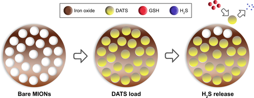 Figure S1 The scheme of microstructure of DATS-MIONs and the process of releasing hydrogen sulfide.Abbreviations: DATS, diallyl trisulfide; GSH, glutathione; H2S, Hydrogen Sulfide; MIONs, mesoporous iron oxide nanoparticles.