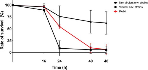 Figure 2. Galleria survival after inoculation with bacterial samples. Non-virulent environmental (48 h mortality between 0-75%); virulent environmental isolates (48 h mortality between 75-100%)