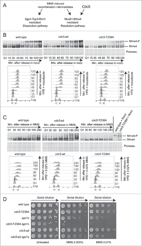 Figure 5. cdc5-T238A affects Mms4 phosphorylation and viability of sgs1Δ cells in MMS. (A) Model for processing of MMS-induced recombination intermediates through Sgs1-Top3-Rmi1 (STR) or Mus81-Mms4 complexes. (B) Mms4 phosphorylation analyzed by western blot. Cells cultures of the strains Y2147 (MMS4::3xHA), Y2206 (cdc5-T238A, MMS4::3xHA) and 2491 (cdc5-ad, MMS4::3xHA) were synchronised with α-Factor in G1 phase and released in YPD + nocodazole (noco). Samples were collected for FACS analysis and protein extraction at indicated time points. Blot stained with Ponceau is shown for gel loading control. (C) Same strains as in (B) were synchronised with α-Factor in G1 phase and released in YPD + MMS 0.02%. Samples were collected for FACS analysis and protein extraction at indicated time points. Blot stained with Ponceau is shown for gel loading control. Protein samples of wild type and cdc5-T238A strains treated with nocodazole for 2 hrs were loaded as control. (D) MMS sensitivity assay. Exponentially growing cell cultures of the strains: Y152 (CDC5::3xHA), Y1466 (cdc5-T238A::3xHA), Y1866 (sgs1Δ), Y1895 (cdc5-T238A::3xHA, sgs1Δ), Y1465 (cdc5-ad::3xHA), Y1893 (cdc5-ad::3xHA, sgs1Δ) were serially diluted (1:10), and each dilution was spotted out into YPD +/− the indicated dosages of MMS. Plates were incubated 3 d at 28°C.