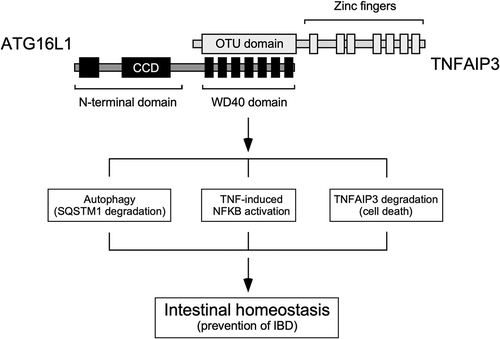 Figure 1. The interaction between TNFAIP3 and the WDD of ATG16L1 constitutes a signaling node that integrates pathways involved in the regulation of autophagy (SQSTM1 degradation), inflammatory signaling, protein stability and cell death, and therefore has a critical role in the maintenance of intestinal homeostasis and prevention of IBD. ATG16L1 domains: N-terminal region that suffices to sustain canonical autophagy (residues 1–299), coiled-coil domain (CCD; 78–230), WD40 repeats (WDD, 320–601). TNFAIP3 domains: ovarian tumor deubiquitinase region (OTU; 92–263), zinc fingers (381–790). The WDD and OTU domains are the minimal regions of ATG16L1 and TNFAIP3, respectively, that mediate the interaction between both proteins.