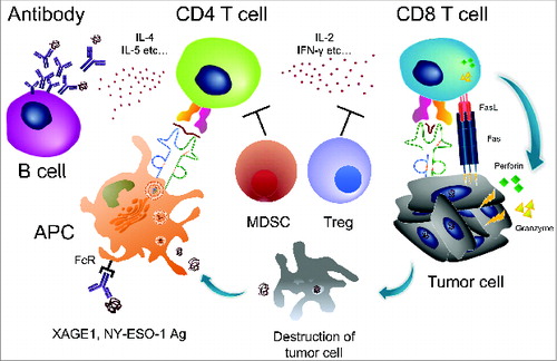 Figure 1. Spontaneous immune responses to tumors in cancer patients. The cancer/testis (CT) antigens NY-ESO-1 and XAGE1 (GAGED2a) are strongly immunogenic, and an integrated immune response, consisting of an antibody response and CD4 and CD8 T-cell responses is frequently elicited spontaneously. The antibody response is a useful biomarker of immune responses because of its sensitivity and reproducibility, as well as involving a simple assay procedure. CD4 T-cell responses to CT antigens would be enhanced by the antigen-presenting cells (APC) that efficiently internalize the antigen/antibody complex via the Fc receptor (FcR) and promote the antibody response via IL-4 and IL-5 cytokines, and the CD8 T-cell response via IL-2 and IFNγ. CD8 T cells lyse tumor cells via Fas-FasL, perforin, and/or granzyme. Tregs and MDSCs suppress CD4 and CD8 T cells.