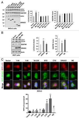 Figure 8. DIRAS3 induces autophagy dependent on its interaction with BECN1. (A and B) DIRAS3 mutants that fail to bind BECN1 cannot induce autophagy in SKOv3 and 293T cells. DIRAS3 and DIRAS3 deletion mutants were transfected into SKOv3 and 293T cells for 24 h. Induction of autophagy was examined by western blotting of LC3 and SQSTM1/p62. Band intensity was quantified using ImageJ. Data were obtained from 3 independent experiments. Values are the means ± SD (**P < 0.01). (C) DIRAS3 and CTD mutants can induce autophagy in SKOv3 cells. GFP-DIRAS3 and GFP-DIRAS3-mutants were cotransfected into SKOv3 cells with RFP-LC3 for 24 h. Cells were analyzed using confocal microscopy and RFP-LC3 puncta were counted. The puncta were quantified using ImageJ. Data were obtained from 3 independent experiments. Values are the means ± SD (**P < 0.01). Scale bars: 5 μm.